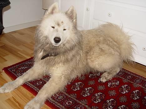 Samojedhund Walther - Efter en sjov tur i hundeskoven :-) billede 11