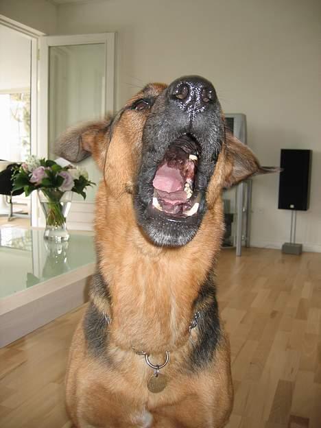 Blanding af racer MacKenzie billede 9