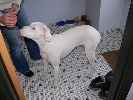 Dogo argentino Whopey/død - Uuuha! Bare der er mad, så er hun glaD! billede 8