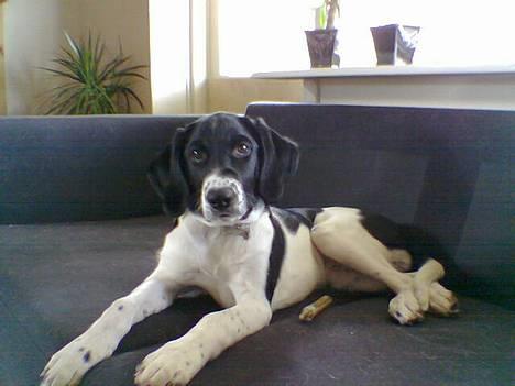 Blanding af racer Qato - Se så smuk og stor jeg er blevet billede 1