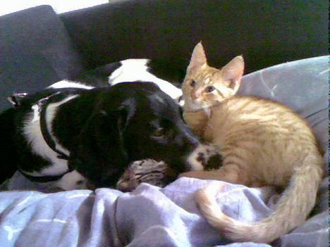 Blanding af racer Qato - Familiehygge på sofaen ;o)  billede 2