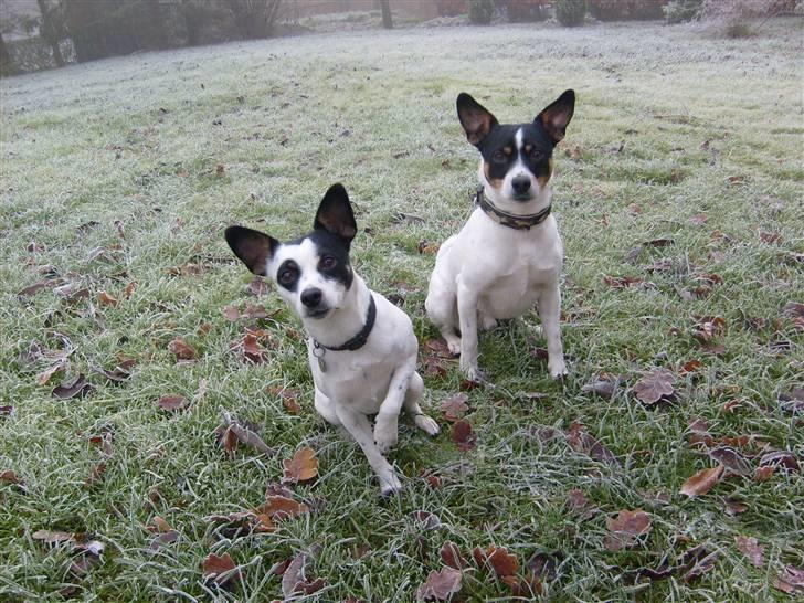 Blanding af racer milo - milo og hans søster josie billede 8
