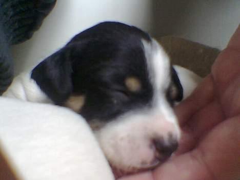 Blanding af racer milo - det er så min lille babyhund idag den 27.04.05 ikke meget han fylder i min hånd billede 9