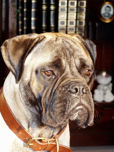 Bullmastiff ~OZZY~ Lækkerdrengen!     - Så kan han vist ikke fanges smukkere, Ozzy 11½ mdr. billede 13