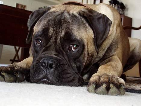 Bullmastiff ~OZZY~ Lækkerdrengen!     - Hvá.....Kravler du rundt her nede på gulvet for at lege eller hvá? Jeg er klar syntes Ozzy at tænke. billede 14