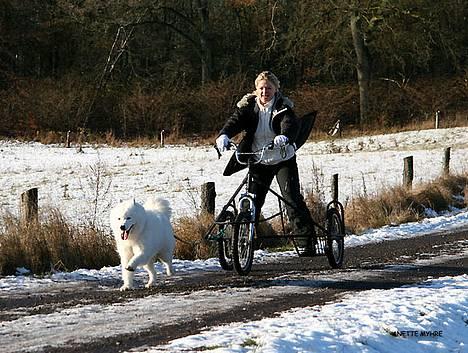 Samojedhund Discos Lady Lulu - På stranden Juli 2005 billede 18