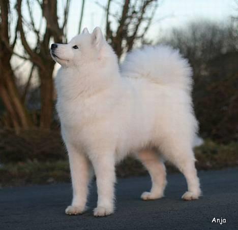 Samojedhund Discos Lady Lulu billede 20