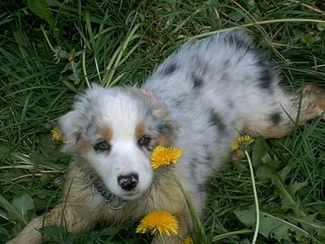 Australian shepherd izzi - mig, den første dag jeg kom til mit nye hjem billede 4