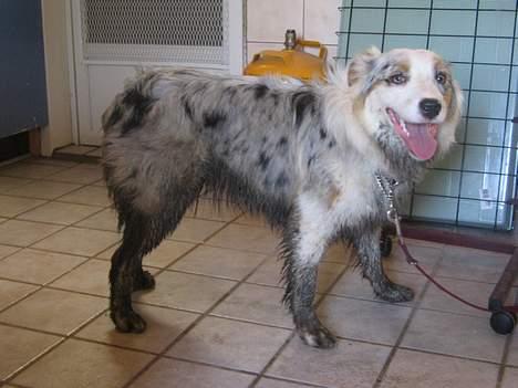 Australian shepherd izzi - sådan kan jeg også se ud :-) billede 5