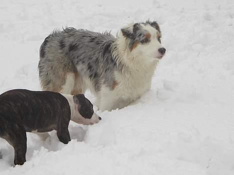 Australian shepherd izzi - seneen er bare skøn billede 6