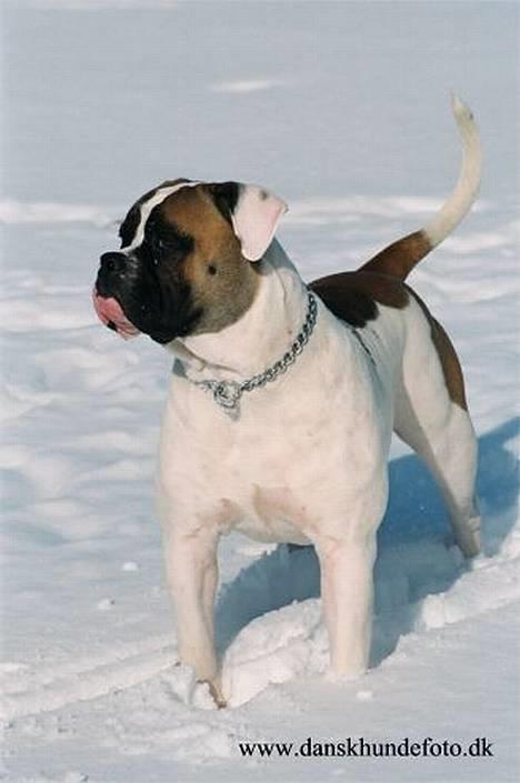 Amerikansk bulldog Zorro - Giv mig nu den kiks.. Så jeg kan bevæge mig igen... billede 1