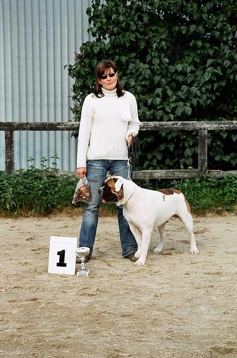 Amerikansk bulldog Zorro - greve d.27/8 billede 2