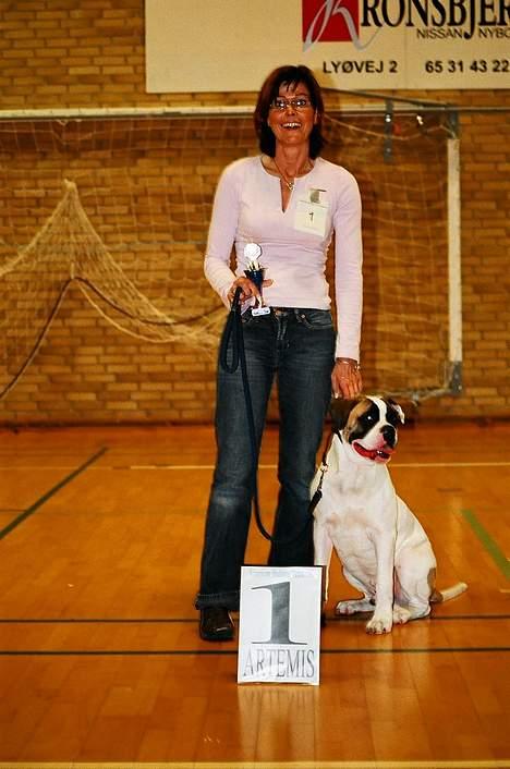 Amerikansk bulldog Zorro - forste gang jeg vandt, er et halvt år gamle, er i nyborg billede 3