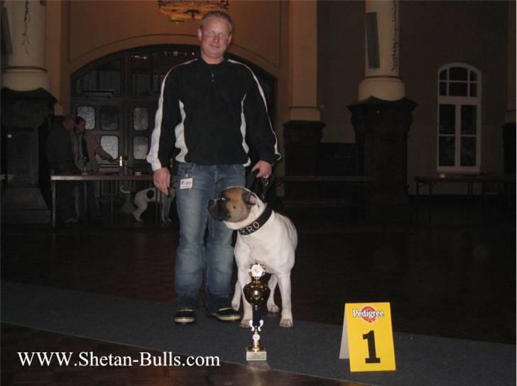 Amerikansk bulldog Zorro - her sidder jeg samme med lille noa billede 4