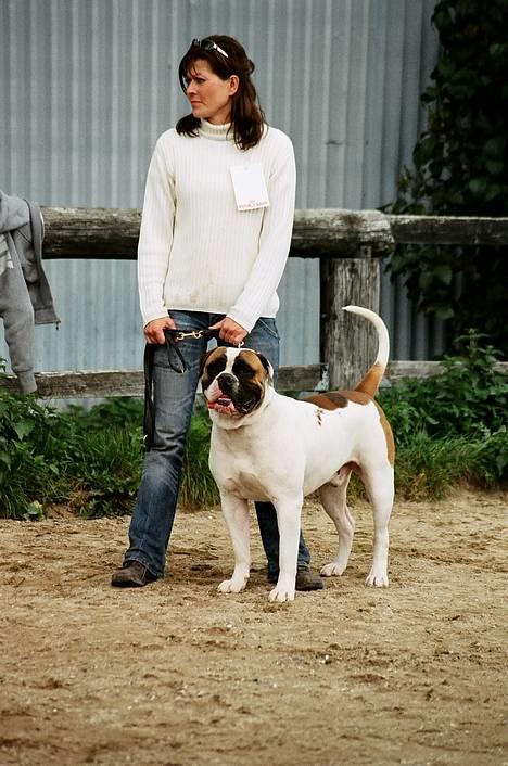 Amerikansk bulldog Zorro - her venter vi på det bliver vores tur til at dommere skal kigge på mig billede 5