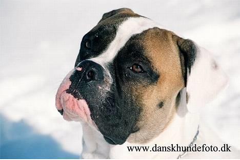 Amerikansk bulldog Zorro - er jeg ikke bare dejlig , hvem kan være bange for mig billede 6