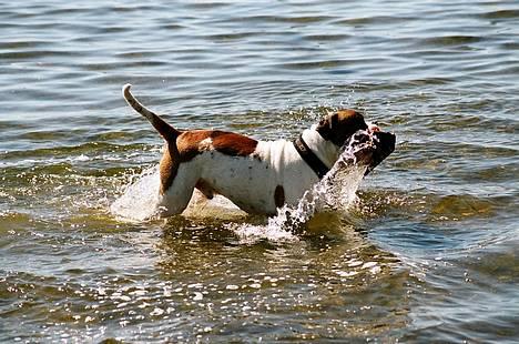 Amerikansk bulldog Zorro - Se Mor.... en ispind........ billede 8