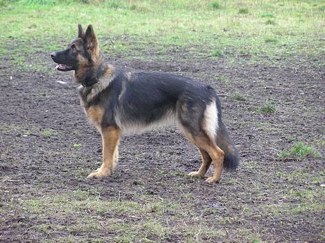 Schæferhund Micha - NYT billede 15