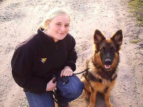 Schæferhund Micha billede 16