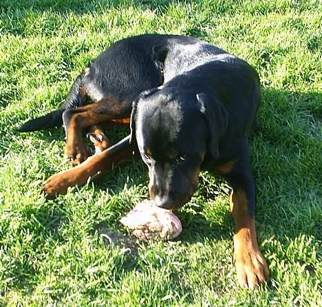 Rottweiler Tiny *18-12* - Tygger lige i min rå kylling billede 12