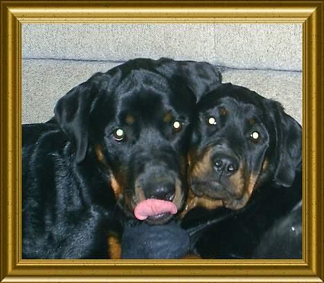 Rottweiler Tiny *18-12* - Min søsters og jeg *GG* Partners in Crime *SS* billede 13