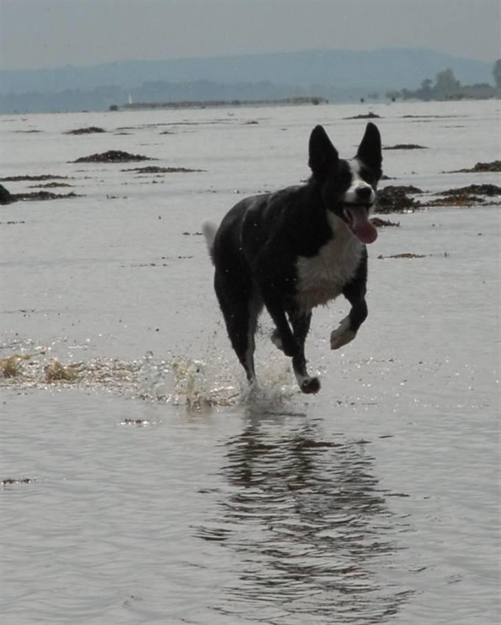 Blanding af racer Phoebe (R.I.P) - billedet taget af min mor hanne larsen billede 6