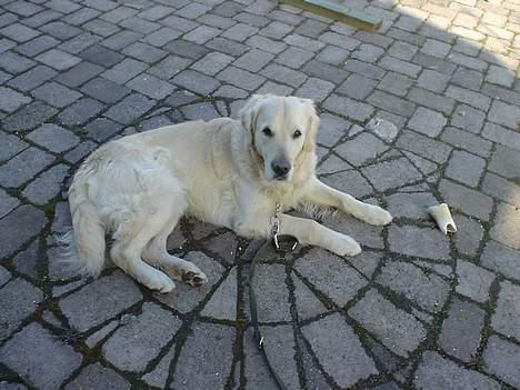 Golden retriever Buller  billede 11