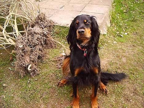 Gordon setter Fiona (Fie) *død*  billede 1