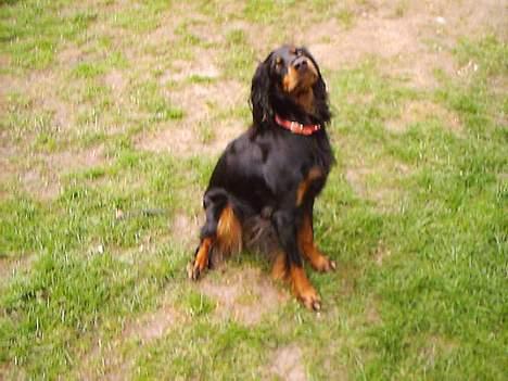 Gordon setter Fiona (Fie) *død*  billede 4