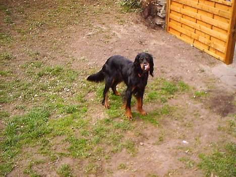 Gordon setter Fiona (Fie) *død*  - mmmhh... det var en god hundekiks  billede 5