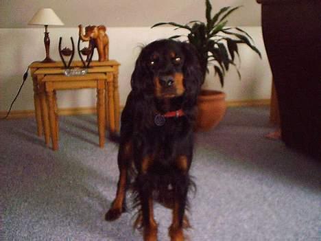 Gordon setter Fiona (Fie) *død*  billede 6