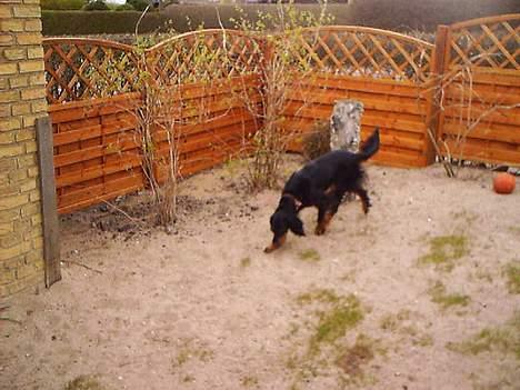 Gordon setter Fiona (Fie) *død*  billede 7