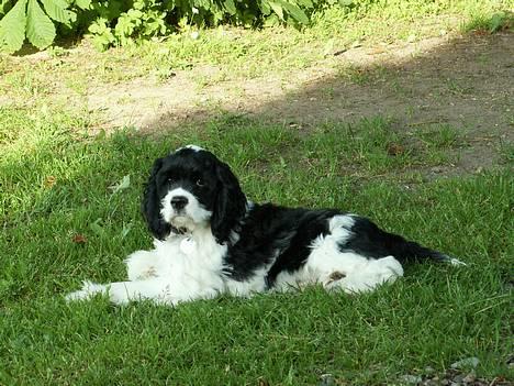 Amerikansk cocker spaniel Zorro - se lige hvor fin jeg er :) billede 1