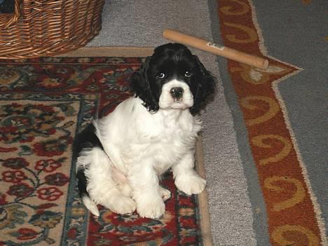 Amerikansk cocker spaniel Zorro - lille mig billede 3