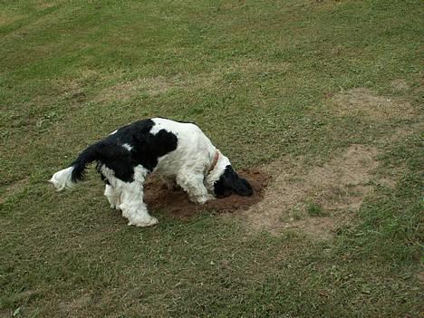 Amerikansk cocker spaniel Zorro - Graver efter mulvapper billede 4