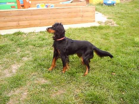 Gordon setter Fiona (Fie) *død*  - er der en mis! billede 9