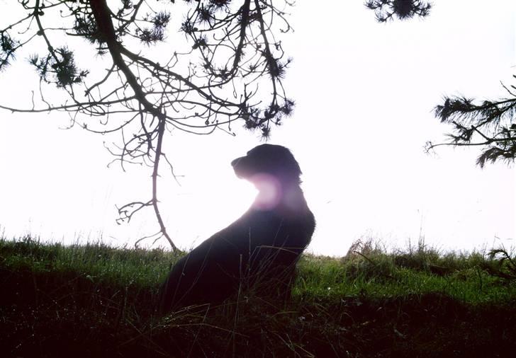 Flat coated retriever Tinke - Tinke billede 1