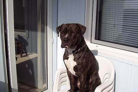 Amerikansk bulldog Santos 18/5 - Her hygger jeg mig rigtig... Sidder på min altan og nyder solen... billede 14