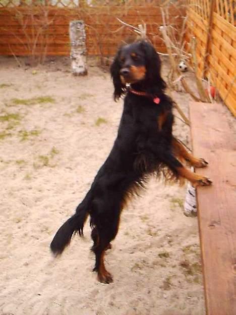 Gordon setter Fiona (Fie) *død*  billede 10