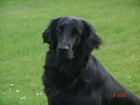 Flat coated retriever Tinke - Tinke på plænen billede 2