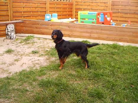 Gordon setter Fiona (Fie) *død*  billede 11