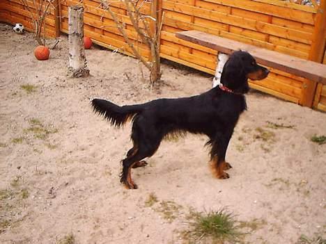 Gordon setter Fiona (Fie) *død*  billede 12