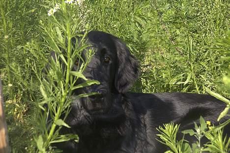 Flat coated retriever Tinke - Med i urtehaven billede 3