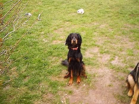 Gordon setter Fiona (Fie) *død*  billede 13