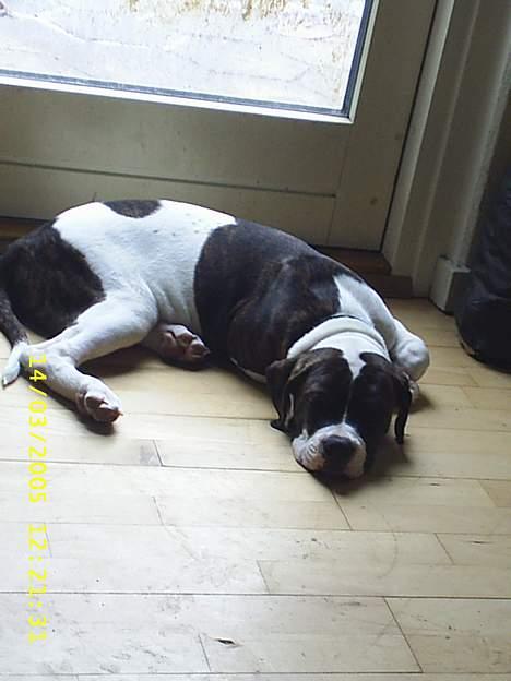 Amerikansk bulldog bas fået nyt hjem.snøft. - bas 14 uger billede 2