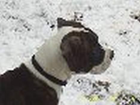 Amerikansk bulldog bas fået nyt hjem.snøft. - bas 15 uger billede 3