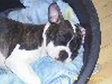 Amerikansk bulldog bas fået nyt hjem.snøft. - uha meget træt ...15 uger billede 4