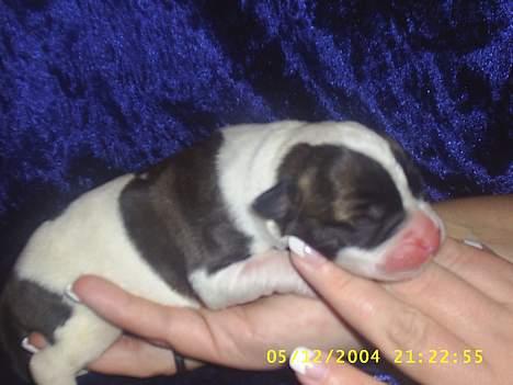 Amerikansk bulldog bas fået nyt hjem.snøft. - meget ny og lille bastian ...to dage gl billede 6
