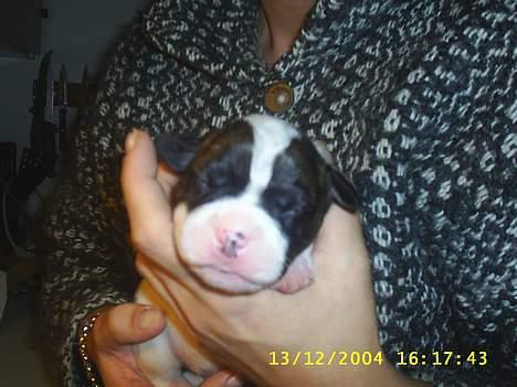 Amerikansk bulldog bas fået nyt hjem.snøft. - en uge gl billede 7