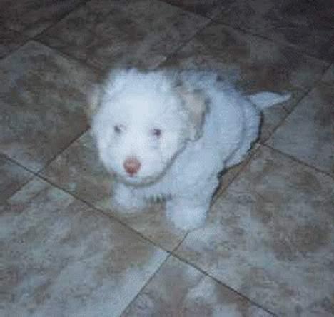 Coton de tulear Maja - Maja som hvalp billede 1